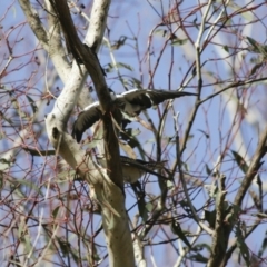 Lalage tricolor (White-winged Triller) at Michelago, NSW - 3 Nov 2009 by Illilanga