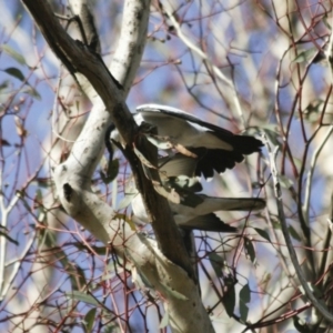 Lalage tricolor at Michelago, NSW - 3 Nov 2009