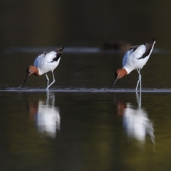 Recurvirostra novaehollandiae (Red-necked Avocet) at Eden, NSW - 4 Sep 2018 by Leo