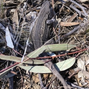 Amphibolurus muricatus at Illilanga & Baroona - 2 Sep 2018