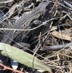 Amphibolurus muricatus at Illilanga & Baroona - 2 Sep 2018