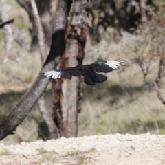 Corcorax melanorhamphos (White-winged Chough) at Michelago, NSW - 17 Dec 2011 by Illilanga