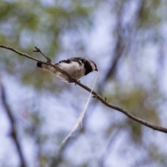 Stagonopleura guttata (Diamond Firetail) at Michelago, NSW - 12 Jan 2013 by Illilanga