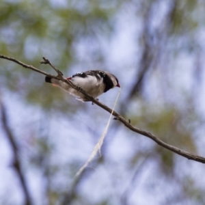 Stagonopleura guttata at Michelago, NSW - suppressed