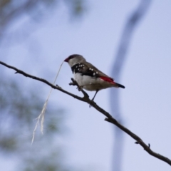 Stagonopleura guttata at Michelago, NSW - suppressed