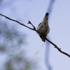 Stagonopleura guttata at Michelago, NSW - suppressed