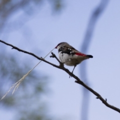 Stagonopleura guttata at Michelago, NSW - suppressed