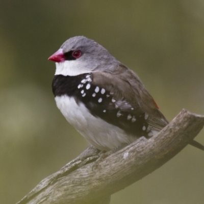Stagonopleura guttata (Diamond Firetail) - 1 Jan 1900 by Illilanga