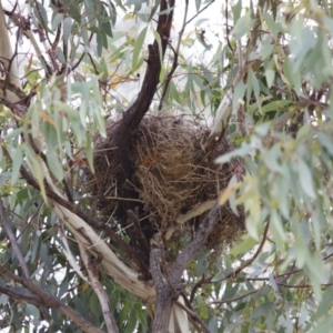 Stagonopleura guttata at Michelago, NSW - suppressed