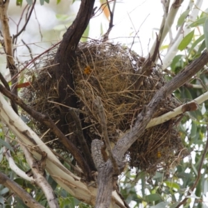 Stagonopleura guttata at Michelago, NSW - suppressed