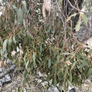 Eucalyptus dives at Illilanga & Baroona - 23 Aug 2018