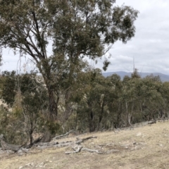 Eucalyptus dives at Illilanga & Baroona - 23 Aug 2018