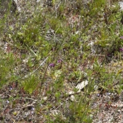 Arthropodium minus at Michelago, NSW - 21 Oct 2016