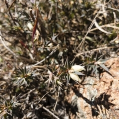 Melichrus urceolatus (Urn Heath) at Michelago, NSW - 16 Aug 2018 by Illilanga