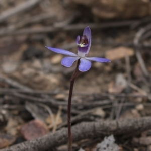 Cyanicula caerulea at Bruce, ACT - 4 Sep 2018