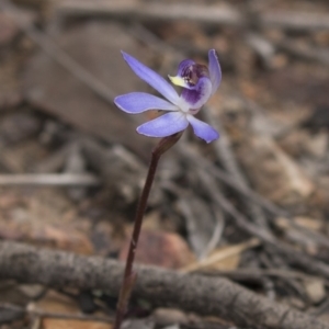 Cyanicula caerulea at Bruce, ACT - 4 Sep 2018