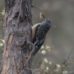 Pardalotus punctatus (Spotted Pardalote) at Bruce, ACT - 3 Sep 2018 by Alison Milton