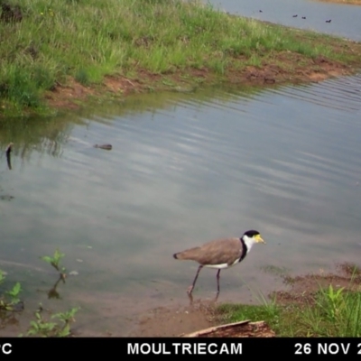 Vanellus miles (Masked Lapwing) at Michelago, NSW - 25 Nov 2017 by Illilanga