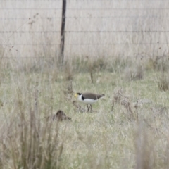 Vanellus miles (Masked Lapwing) at Michelago, NSW - 8 Oct 2017 by Illilanga