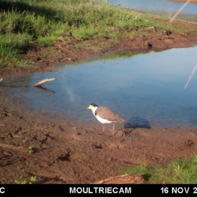 Vanellus miles (Masked Lapwing) at Michelago, NSW - 16 Nov 2017 by Illilanga