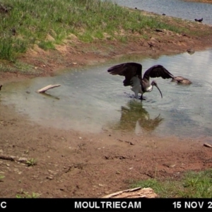 Threskiornis spinicollis at Michelago, NSW - 15 Nov 2017