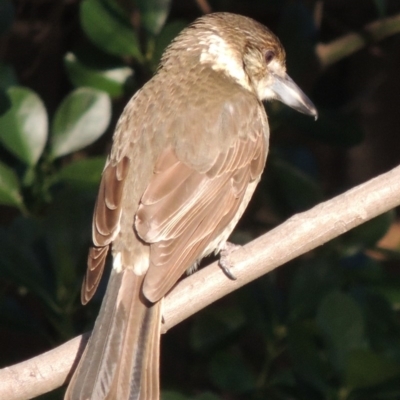 Cracticus torquatus (Grey Butcherbird) at Conder, ACT - 3 Sep 2018 by michaelb