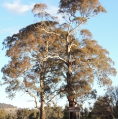 Eucalyptus melliodora (Yellow Box) at Gordon, ACT - 2 Sep 2018 by MichaelBedingfield