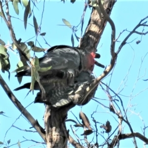 Callocephalon fimbriatum at Carwoola, NSW - suppressed