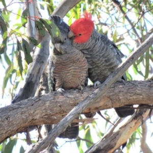 Callocephalon fimbriatum at Carwoola, NSW - suppressed