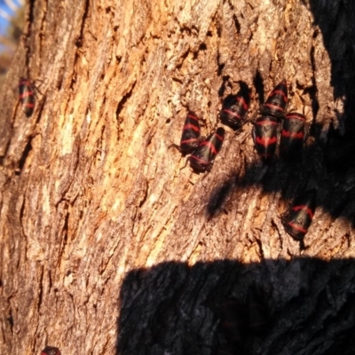 Eurymelops rubrovittata (Red-lined Leaf Hopper) at Gordon, ACT - 27 Aug 2016 by BrianSummers