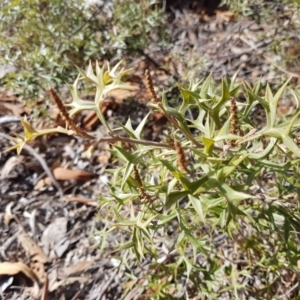 Grevillea ramosissima subsp. ramosissima at Kambah, ACT - 26 Jul 2018