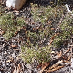 Grevillea ramosissima subsp. ramosissima at Kambah, ACT - 26 Jul 2018 01:26 PM