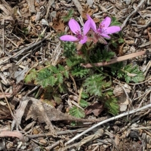 Erodium cicutarium at Hughes, ACT - 5 Sep 2018 11:00 AM