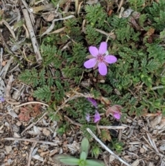 Erodium cicutarium at Hughes, ACT - 5 Sep 2018 11:00 AM