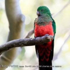 Alisterus scapularis (Australian King-Parrot) at Burrill Lake, NSW - 1 Sep 2018 by CharlesDove