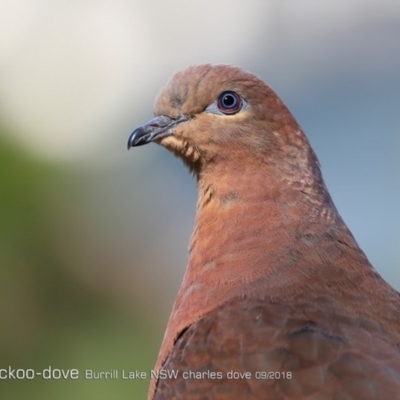 Macropygia phasianella (Brown Cuckoo-dove) at Burrill Lake Aboriginal Cave Walking Track - 2 Sep 2018 by CharlesDove