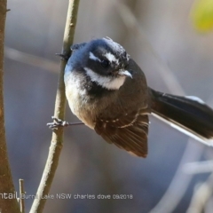 Rhipidura albiscapa (Grey Fantail) at Burrill Lake, NSW - 1 Sep 2018 by CharlesDove