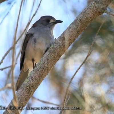 Colluricincla harmonica (Grey Shrikethrush) at Undefined - 1 Sep 2018 by CharlesDove