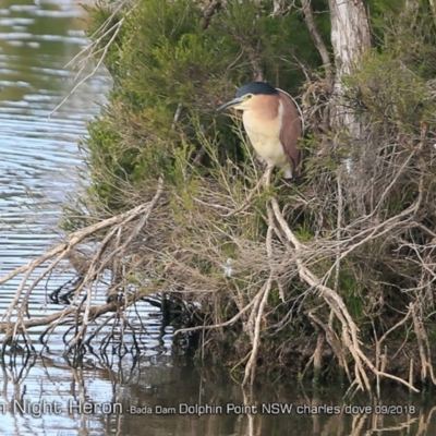 Nycticorax caledonicus (Nankeen Night-Heron) at Burrill Lake, NSW - 1 Sep 2018 by CharlesDove