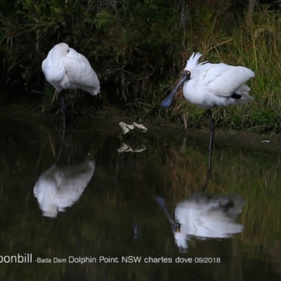 Platalea regia (Royal Spoonbill) at Burrill Lake, NSW - 1 Sep 2018 by CharlesDove