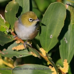 Zosterops lateralis (Silvereye) at Undefined - 1 Sep 2018 by CharlesDove