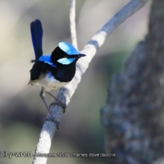Malurus cyaneus (Superb Fairywren) at Undefined - 1 Sep 2018 by CharlesDove