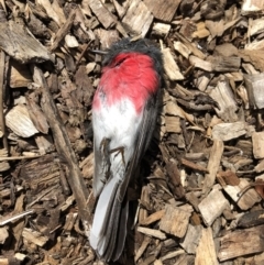 Petroica rosea (Rose Robin) at Australian National University - 5 Sep 2018 by TimYiu