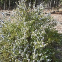 Rosmarinus officinalis (Rosemary) at Isaacs, ACT - 5 Sep 2018 by Mike