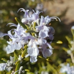 Rosmarinus officinalis at Isaacs, ACT - 5 Sep 2018