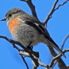 Petroica boodang (Scarlet Robin) at Fyshwick, ACT - 5 Sep 2018 by RodDeb