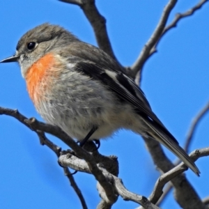 Petroica boodang at Fyshwick, ACT - 5 Sep 2018 11:29 AM