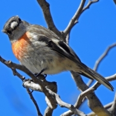 Petroica boodang at Fyshwick, ACT - 5 Sep 2018 11:29 AM