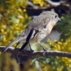 Petroica boodang at Fyshwick, ACT - 5 Sep 2018