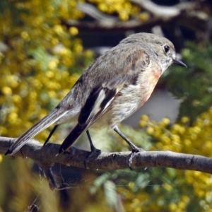 Petroica boodang at Fyshwick, ACT - 5 Sep 2018